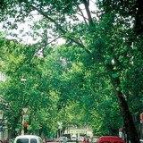 London Plane