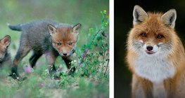Fox pups. Fox
