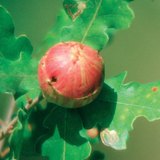 Oak apple, or oak gall