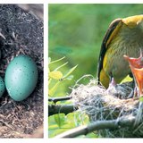 Bird's nest with eggs. A golden oriole feeding its young.