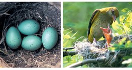 Bird's nest with eggs. A golden oriole feeding its young.