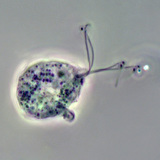 The causative agent of Trichomonas vaginalis (phase contrast image)