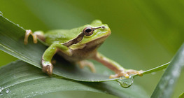 European tree frog
