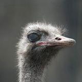 Ostrich