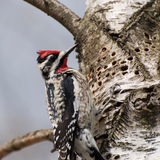 Great spotted woodpecker