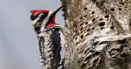 Great spotted woodpecker
