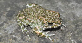 European green toad