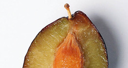 Plum