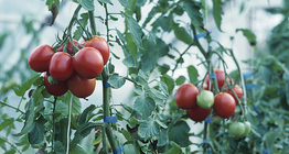 Tomato plants