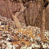 A Bükk hegység anyaga mészkő