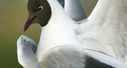 Black-headed gulls mating