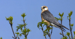Red-footed falcon