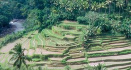 Terraced field