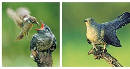Bird feeding a greedy cuckoo chick. Young cuckoo waiting to be fed