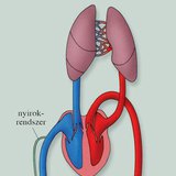 A keringési rendszer 