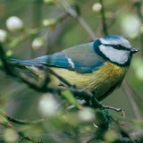 Eurasian blue tit