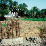 Agricultural land in Egypt