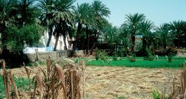 Agricultural land in Egypt