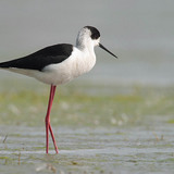 Black-winged stilt