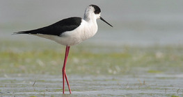 Black-winged stilt