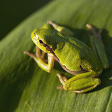 European tree frog