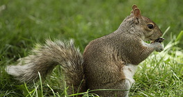 Squirrel