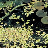 Duckweed