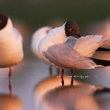 Black-headed gulls