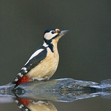 Woodpecker