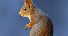 Squirrel