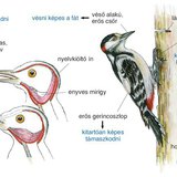 Harkály testfelépítése