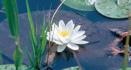 European white waterlily