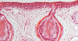 Frog skin cross section with mucus glands