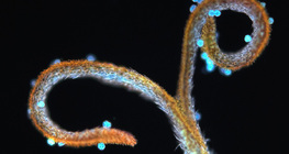 Dandelion stigma with pollen