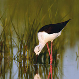 Black-winged stilt