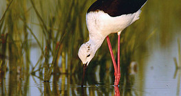 Black-winged stilt