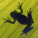 Shadow of a European tree frog on a leaf