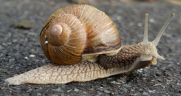 Snail