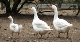 Geese