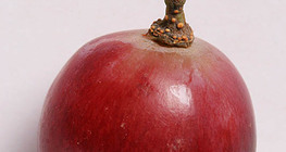 Grape