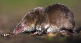 Lesser white-toothed shrew