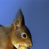 Катерица яде орех