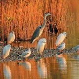 Water birds are sunbathing in the morning sunlight