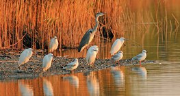 Water birds are sunbathing in the morning sunlight