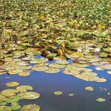 Aquatic plants floating on the water
