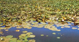 Aquatic plants floating on the water