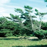 Effect of wind that only blows in one direction