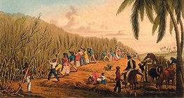 William Clark: Cutting the Sugar Cane, Antigua