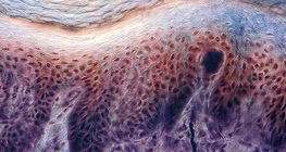Cross section of human finger skin with receptors