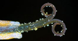 Dandelion stigma with pollen (in UV light)
